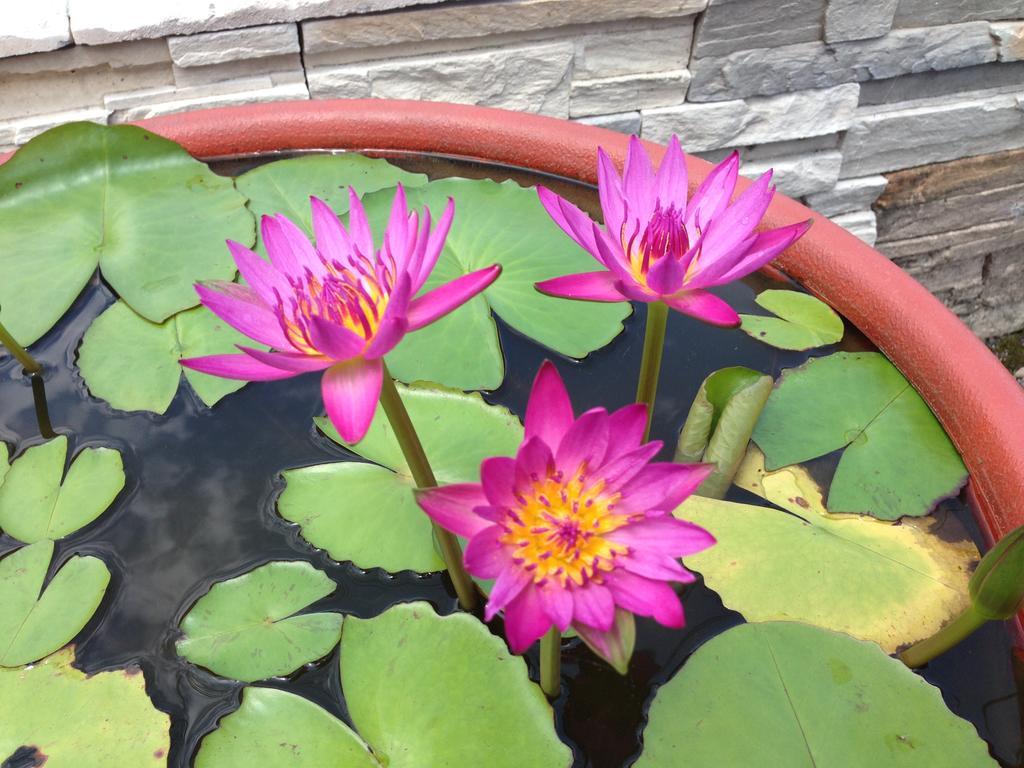 לוגו Songyuan B&B מראה חיצוני תמונה
